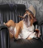Humorous Dog Drinking