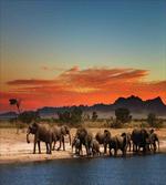Safari Wildlife artwork