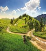 Hillside Meadow Trees
