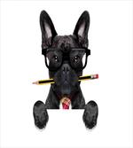 Businessman Dog Glasses