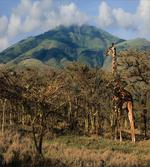 Giraffe Trees Africa Safari