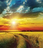 Sunset Over Field Picture