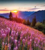 Spring Mountains Floral