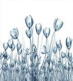 Crocus Flower Field in Xray