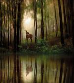 Baby Deer Foggy Lake