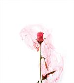 Romantic Love Rose Design