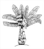 Ensete Banana Plant artwork