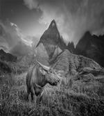 Buffalo on Rice Fields