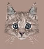 Domestic Cat Face