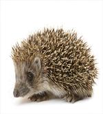 Small Mammal