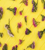 Tender Spring Flowers
