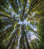 Jungle Moss Forest Trees