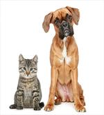 Cat Dog Animal Friends