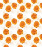 Calendula Flowers