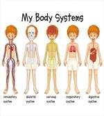 Human Nerve System