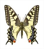 Old Papilio artwork