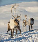 Reindeers Norway Caribou