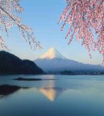 Japan Mountain and Sakura