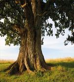 Majestic Oak Estonia Rural