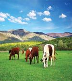 Cow Nature Composition