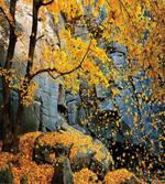 Maple Falling Leaves