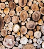 Wooden Logs Oak Tree