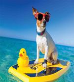 Dog Duck Surfing