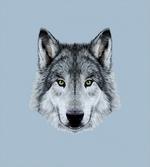 Detailed Canine Expression