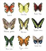 Spring Bugs Pattern
