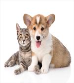 Dog Puppy Kitten Friends