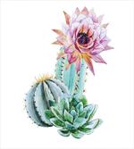 Cactus Flower and Spike