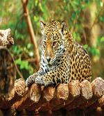 Jaguar on Wood Wild Feline
