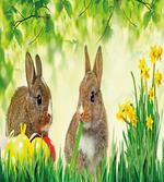 Easter Rabbits