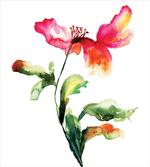 Flowering Poppy