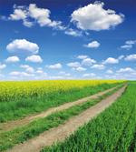 Rapeseeds Field