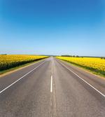 Sunflowers Road