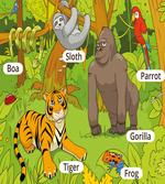 Jungle Fauna Zoo