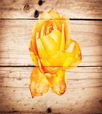 Rose Petals and Flowers