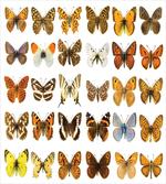 Butterfly Miracle Wing