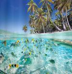 Butterflyfish Ocean Palm