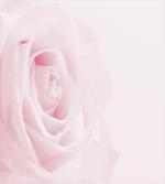 Close up Pink Flourish