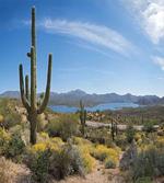 Cactus on the Valley