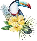 Toucan Bird Exotic