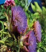 Mediterranean Flora