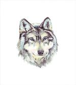 Hand Drawn Canine Head