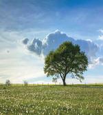 Tree on Field Summer