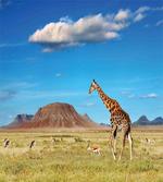 Savanna Giraffes