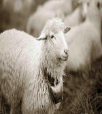 Fluffy Wooly Sheep Herd