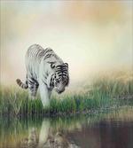 Albino Tiger Near a River