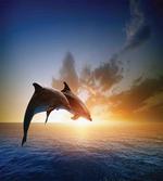 Couple of Dolphins Jump on Sea